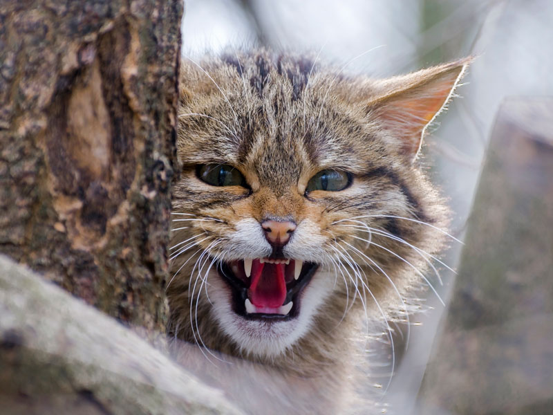 eine fauchende Wildkatze